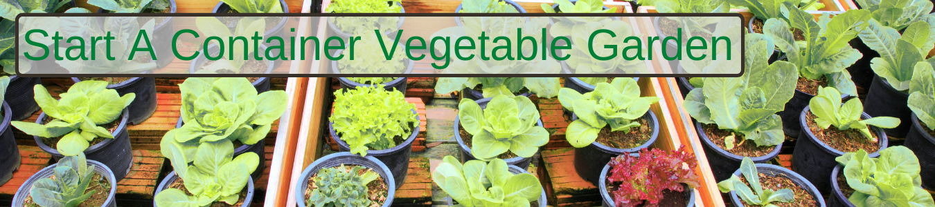 Featured image How To Start A Container Vegetable Garden