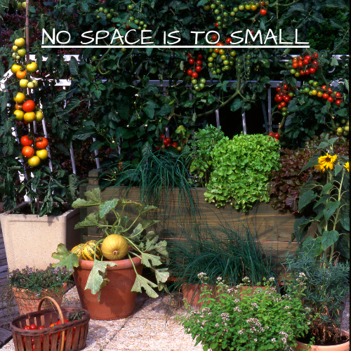 Shows how much can grow in a small space garden