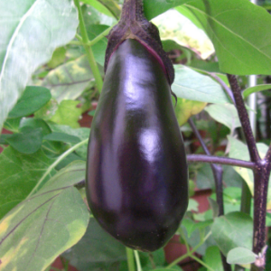 Eggplant hanging on a vine.