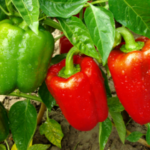 3 red and green bell peppers