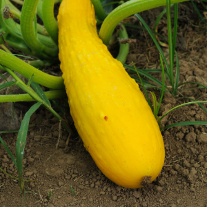 Yellow squash